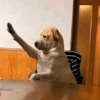 Comentarios de Tiktok 📱🤣 16