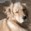 Dogs 11