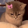 Gatinhos 7