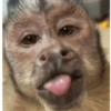 Macacos 🤣 13