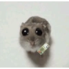 Hamster 9