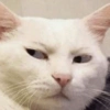 Pack of cats 7