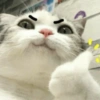 Pack of cats 13