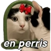 Gatos expresivos 😹🙀 18