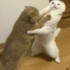 🐈‍⬛🐱🧶 GATOS | CATS 🧶🐱🐈‍⬛ 19