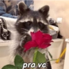Gatos & Outros Animais 12