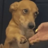 Adesivos de cachorrinho 14