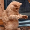 REAÇÕES DE GATOS 14