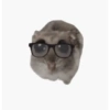 Hamster 13