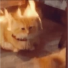 Kucing aneh 6