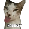 Kucing Bakekok 6