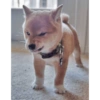 Enojado pero tierno 6