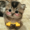 Gatinhos 20