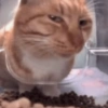Gatinhos 11