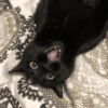 Black Cat Mood 6
