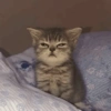 Gatinhos 18