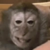 Monos random 🐒🦍 13
