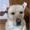 Perritos  coquettes 🐕🎀💕 6