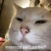 Gatos Good 😼🤟🏻 11