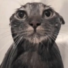 REAÇÕES DE GATOS 28