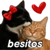 Gatos expresivos 😹🙀 16