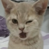 Pack of cats 16