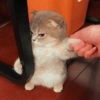 Gatinhos 12