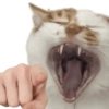 Kucing anomali 13