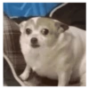 Perros graciosos cursed random 8