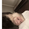Macaquinhos reagindo 🐒 14