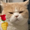 Animais com Emoji de Flor 🌹 11