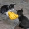 Gatinhos 9