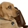 ANIMAIS DA ZOEIRA 7