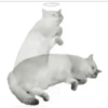 Kucing aneh 5