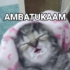 Kucing kucingan 6