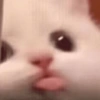 Gatinhos 22