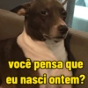 você pensa que eu nasci ontem?