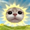 🐈‍⬛🐱🧶 GATOS | CATS 🧶🐱🐈‍⬛ 25
