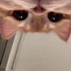 Gatinhos 27