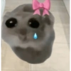 Hamster 12
