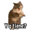 Y q tiene?