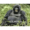 Goril 6