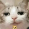 🌈🐈‍⬛✨️Gatos Funny Mood✨️🐈‍⬛🌈 13