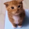 बिल्ली के बच्चे 🐱 हकी 6