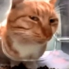 Gatinhos 8
