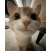 KUCING LUCU😍😍 12