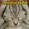 Pack of cats 17