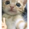 Cat Memes 😻 12