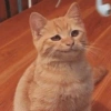 REAÇÕES DE GATOS 13