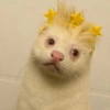 Meme Hurón Blanco TIKTOK ✨ 15